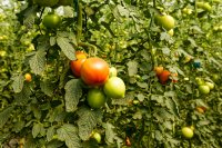 Tomato Farming Guide: Soil Preparation, Water Management, Fertility, and Market Strategies