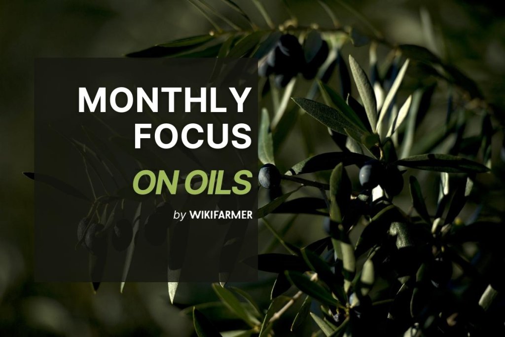 Focus on Oils: April 2025