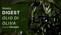 Il Mercato dell' Olio d' Oliva w15/2025