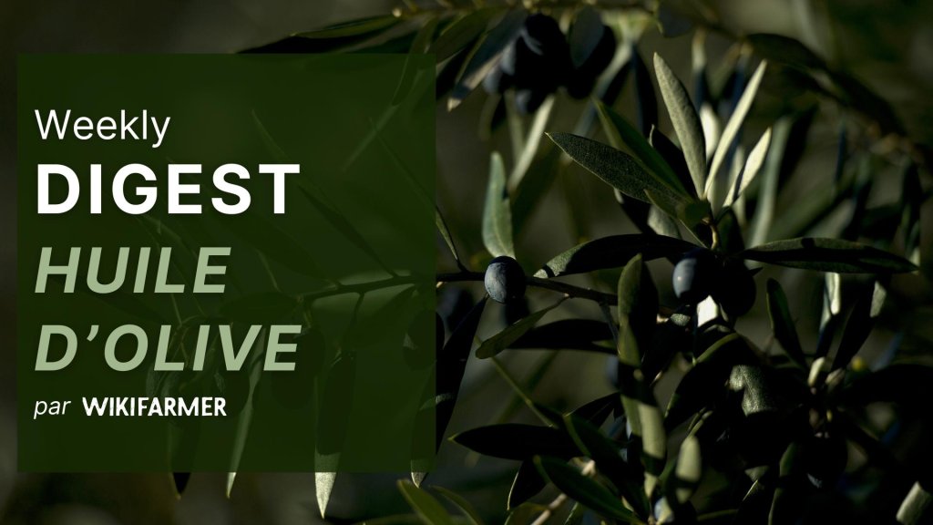 Le marché de l'huile d'olive w15/2025