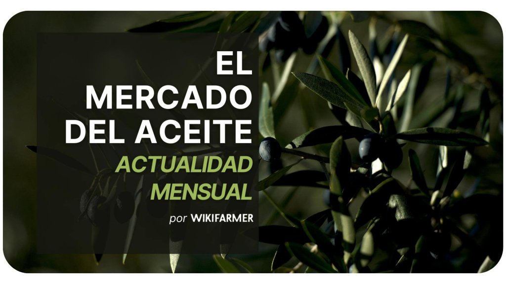 El mercado del aceite: Actualidad mensual mayo 2025