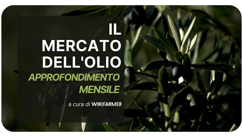Approfondimento mensile sul mercato dell'olio maggio 2025