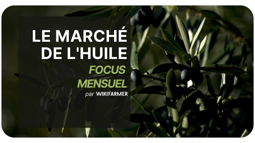 Focus mensuel sur le marché de l'huile mai 2025