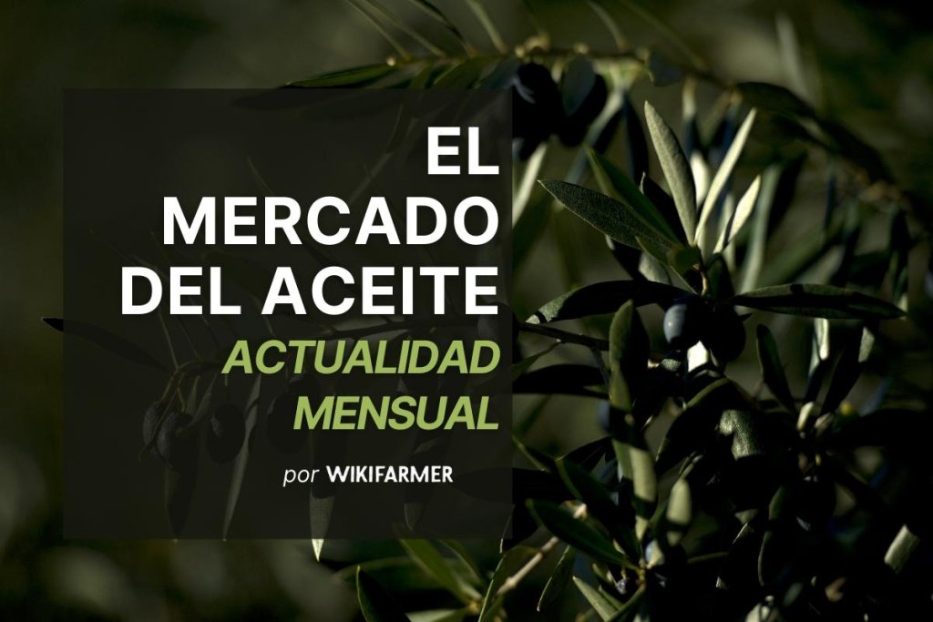 El mercado del aceite: Actualidad mensual Abril 2025