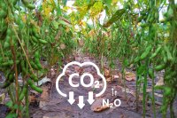 How legumes improve carbon sequestration and mitigate climate change in agriculture