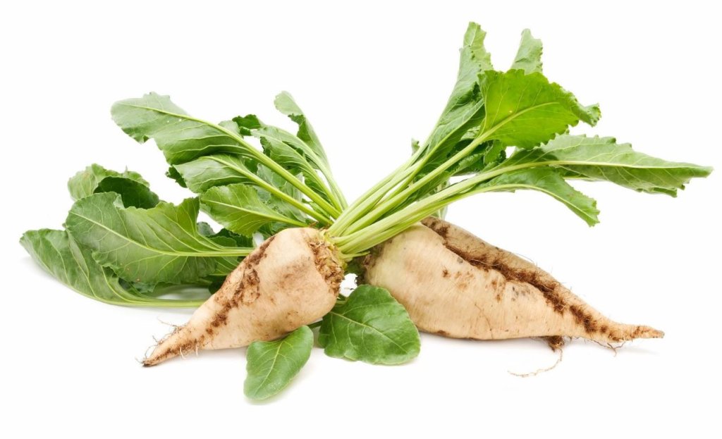 Informazioni, usi, benefici per la salute e valori nutrizionali della barbabietola da zucchero
