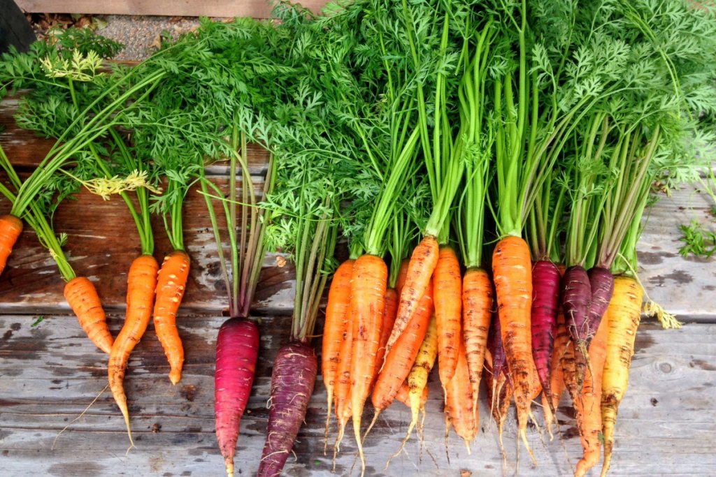 Innovations Reshaping the Carrot Industry for International Carrot Day 2025