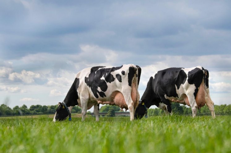 Lameness in Dairy Cattle: Effects on Animal Behavior, Welfare, and Milk ...