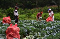 Practical Challenges in Transitioning to Organic Farming
