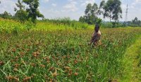 Regenerative Agriculture and Carbon Credits in East Africa: Unlocking Climate and Economic Resilience