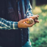 To what extent can we trust the authenticity of our fruit?