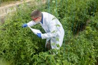 Exploiting wild relatives and landraces to breed future-ready, resilient crops
