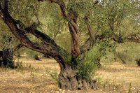 Benefits of using olive oil daily