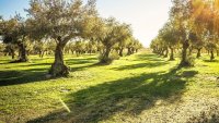 La flambée des prix de l'huile d'olive: trois fois plus en 13 ans