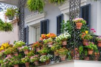 Comment garder vos plantes de balcon vivantes pendant l'été : conseils d'entretien au quotidien pour les jardiniers