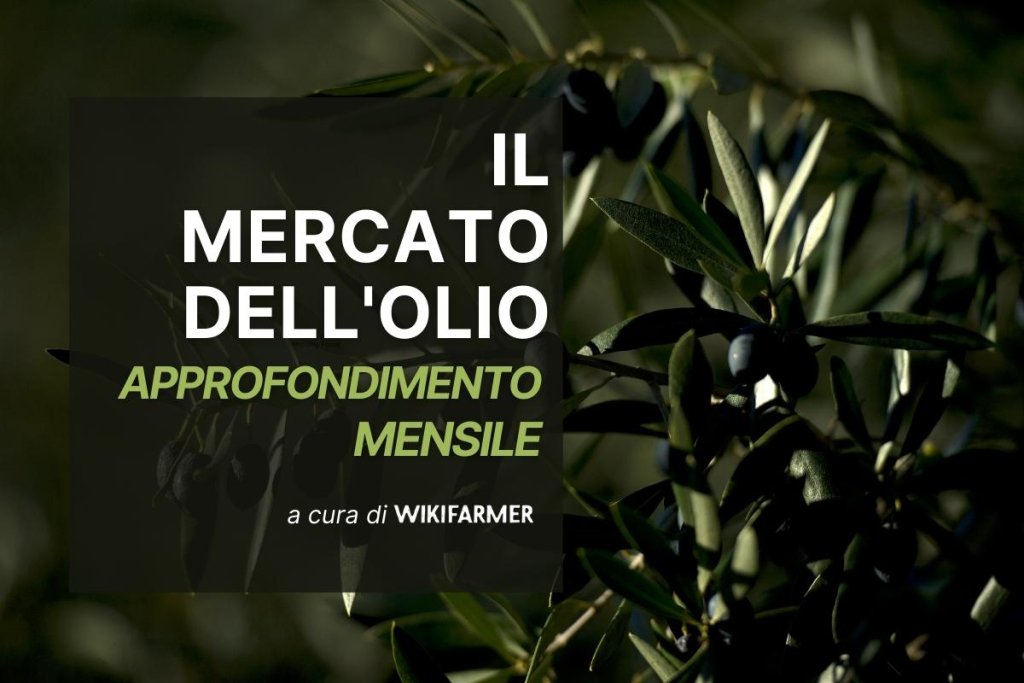 Il Mercato dell' Olio d' Oliva w24/2025