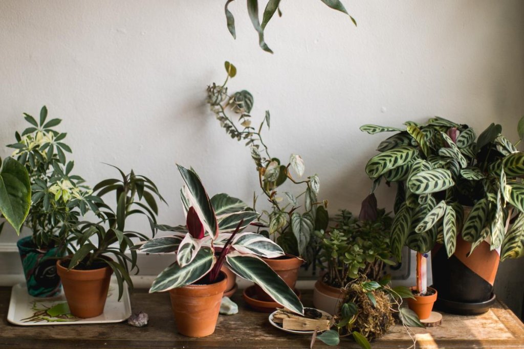 Pet-Safe Indoor Plants: How to Create a Green Home Without Risk