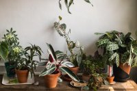 Plantes d'intérieur sans danger pour les animaux : comment créer une maison verte sans risque
