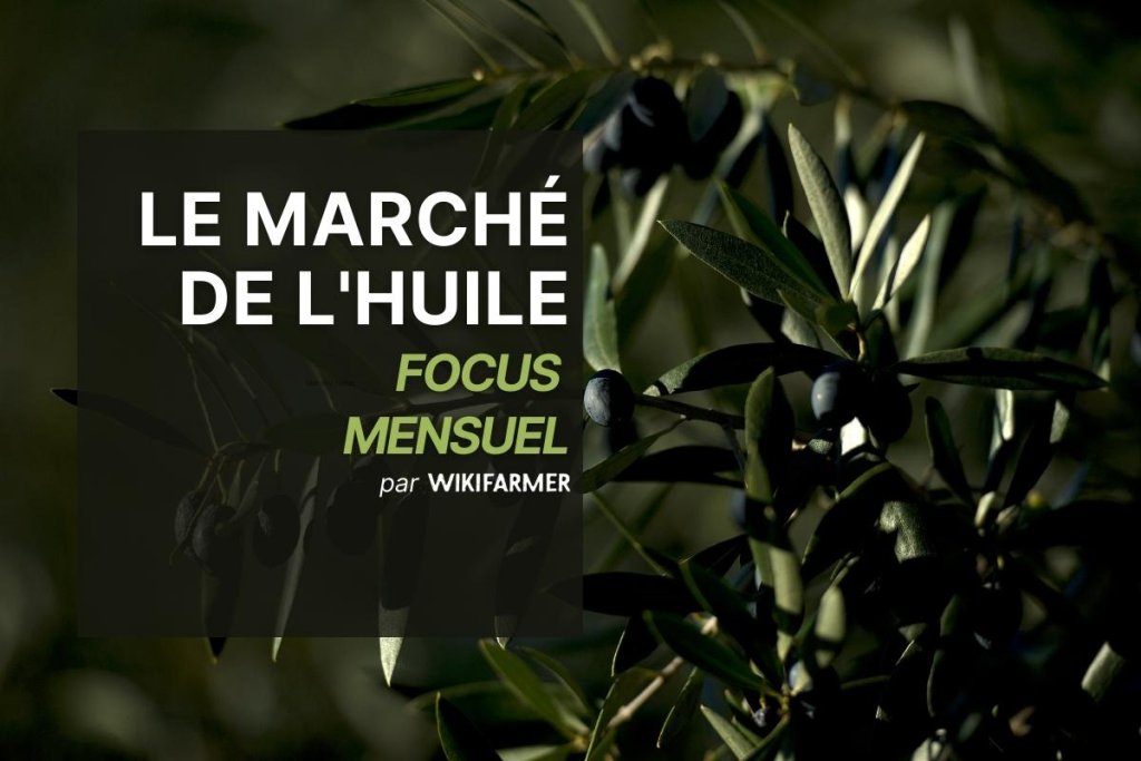 Focus mensuel sur le marché de l'huile mai 2025