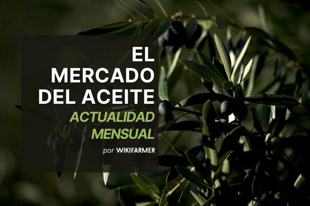 El mercado del aceite: Junio 2025
