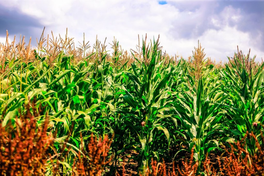 Double Yields and Income with Maize-Vegetable Intercropping