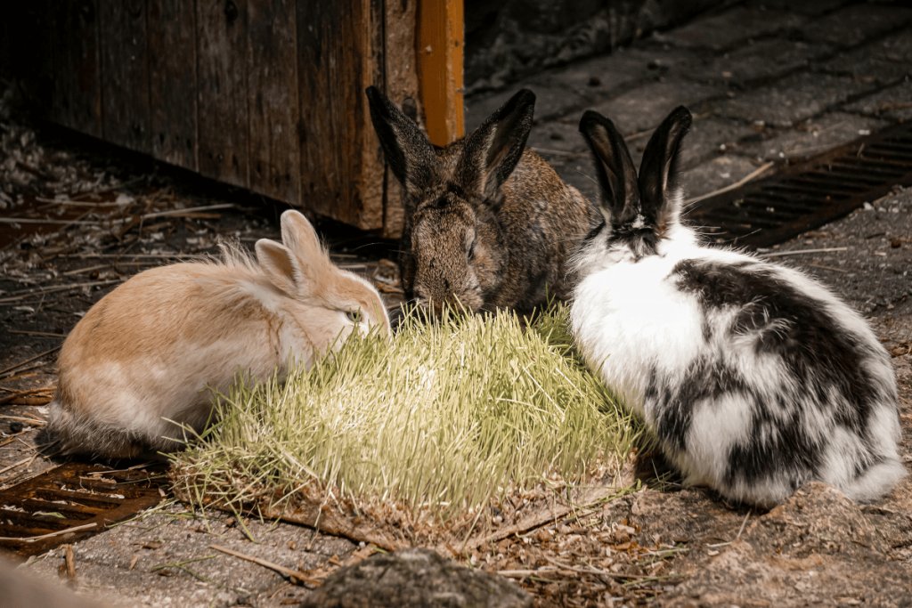 Grape pomace in rabbit diets: Effects on Growth, health & meat quality