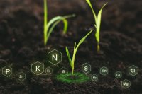 Improving Nutrient Use Efficiency (NUE): A Path to Sustainable Crop Production