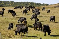 Listening with your eyes: The applied art and science of cow signals to improve welfare and productivity