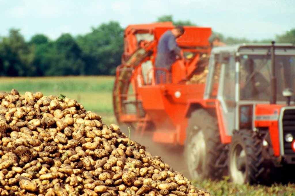 Mastering Potato Harvest in 2025 Pre-Harvest Protocols & Post-Harvest Success for EU Growers Mastering potato harvest in 2025: Pre-harvest protocols & post-harvest success for EU growers
