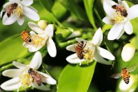 Pollinators and pathogens: How insects and microbes interact during pollination
