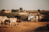 Reviving Livestock Insurance for Kenya’s Pastoralists: Smarter, Grounded, Resilient