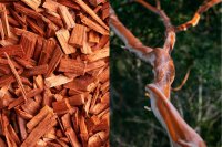 Predicting Sandalwood Heartwood Yield: How Soil and Climate Shape Santalum album in Karnataka’s Semi-Arid Alfisols