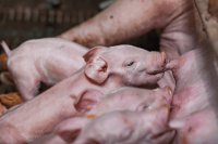 Why is colostrum  vital for newborn piglets?