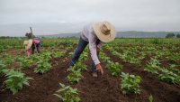 Wikifarmer Insights: Overcoming Agriculture’s Challenges with Knowledge, Technology, and Collaboration