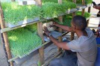 Boost Milk & Save Water: How Hydroponic Fodder Can Assist All Farmers