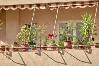 How to create a Mediterranean urban garden in the city: 5 low-maintenance balcony plants that thrive in hot weather