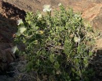 Al-Lasaf (Capparis): The Bedouin Mountain Remedy Healing Respiratory Ailments