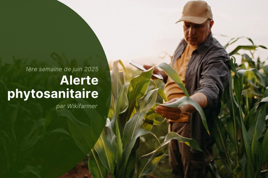 Alertes phytosanitaires de l'UE : 1ère semaine de juin 2025 - Vue d'ensemble pour les agriculteurs
