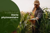 Alertes phytosanitaires de l'UE : 1ère semaine de juin 2025 - Vue d'ensemble pour les agriculteurs