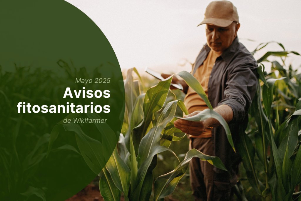 Avisos fitosanitarios - finales de mayo de 2025