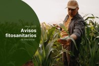 Avisos fitosanitarios - finales de mayo de 2025