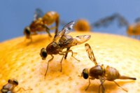 Biological control of fruit flies in citrus: Effective IPM approach