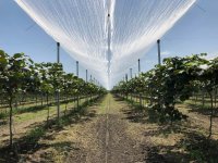 Essential Soil Tips for Successful Kiwi Cultivation in Greece