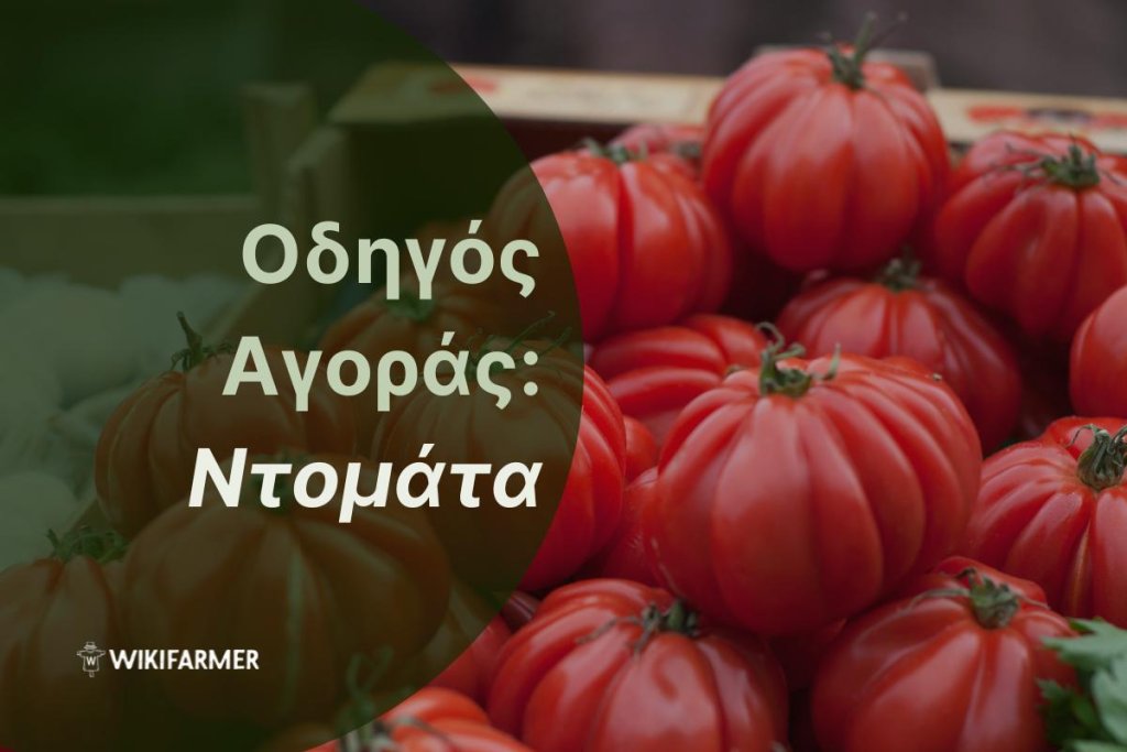 Οδηγός Αγοράς: Ποικιλίες ντομάτας και πώς να τις χρησιμοποιήσετε στην κουζίνα σας
