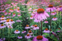 Grow High-Value Medicinal Plants: Aloe, Lavender, Echinacea & Rosemary