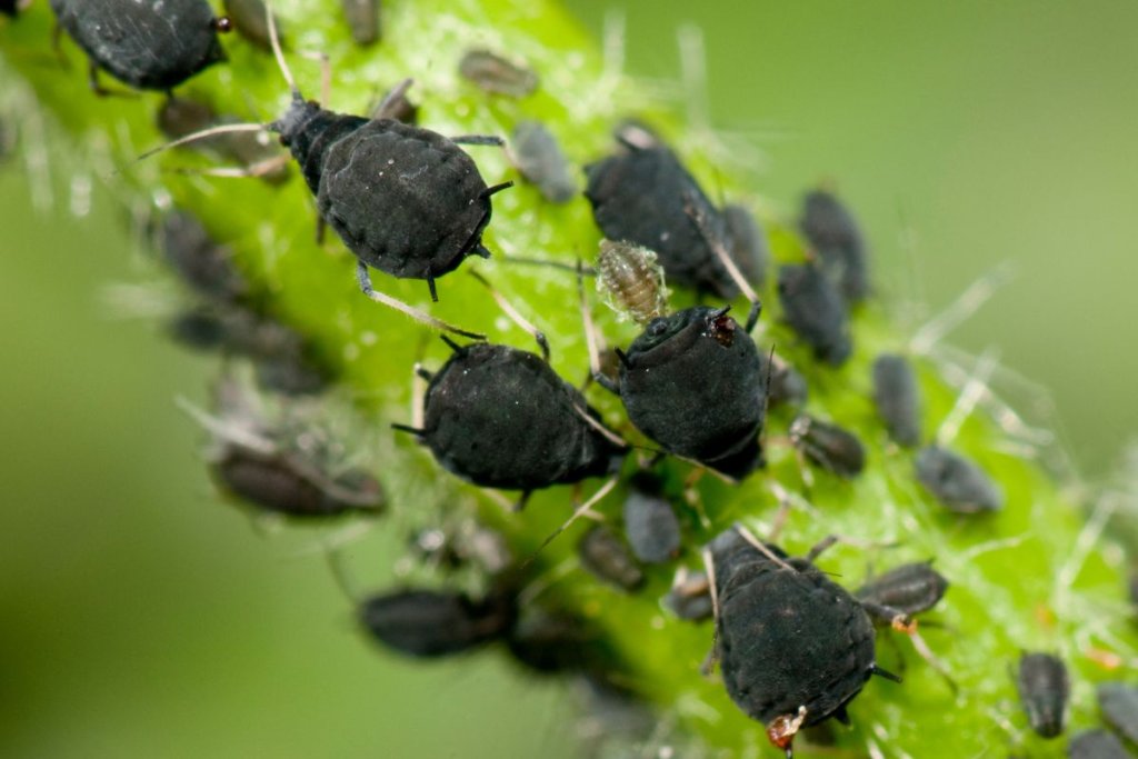 How Aphid Vector Inoculation Disrupts Sugar Transport and Reduces Watermelon Quality