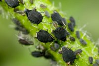 How Aphid Vector Inoculation Disrupts Sugar Transport and Reduces Watermelon Quality