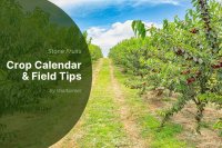 How EU farmers can overcome the 2025 Stone fruit shortage: Market tactics & orchard recovery steps