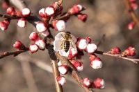 How Pollination Works in Fruit Trees and Why Bees Are Essential