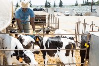How a new Arabic app is transforming herd health and farm profitability